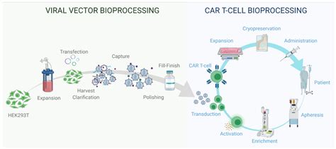 lentiviral vector manufacturing process.